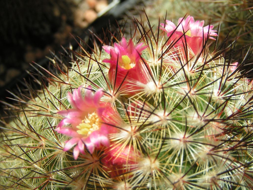 Mammillaria miroheliopsis